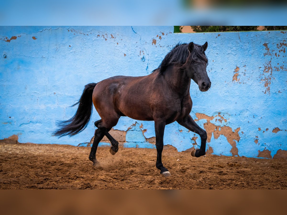 PRE Croisé Étalon 7 Ans 170 cm Noir in Valencia