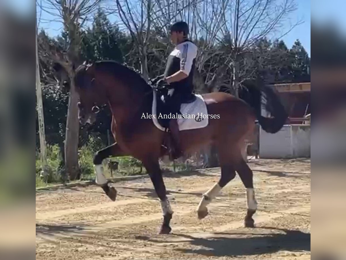 PRE Croisé Étalon 7 Ans 171 cm Bai in Sevilla