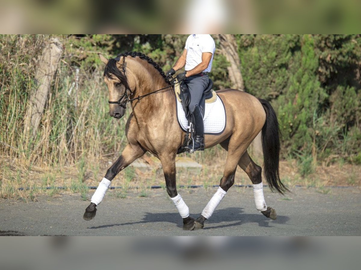 PRE Croisé Étalon 7 Ans 173 cm Buckskin in NAVAS DEL MADRONO