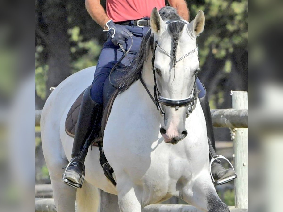 PRE Étalon 7 Ans 173 cm Gris in Châteaurenard