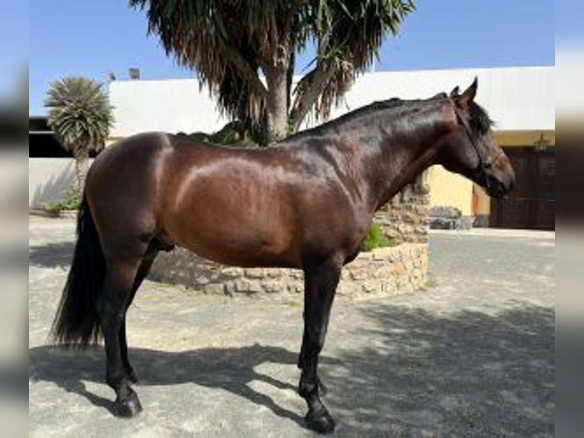 PRE Croisé Étalon 7 Ans Bai cerise in Alicante