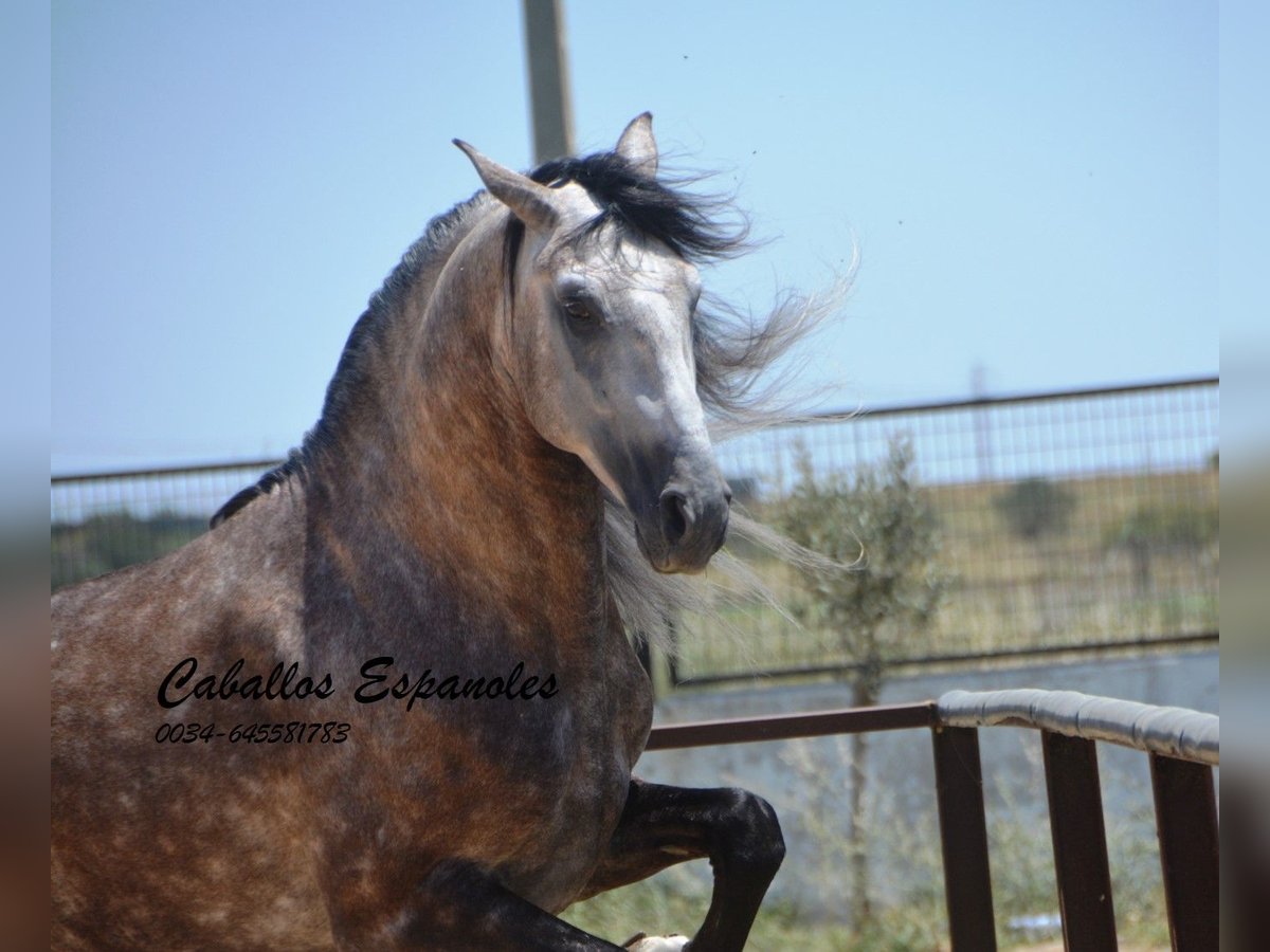 PRE Étalon 8 Ans 159 cm Gris in Vejer de la Frontera