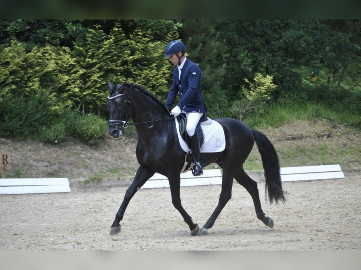 PRE Croisé Étalon 8 Ans 161 cm Noir in NAVAS DEL MADRONO