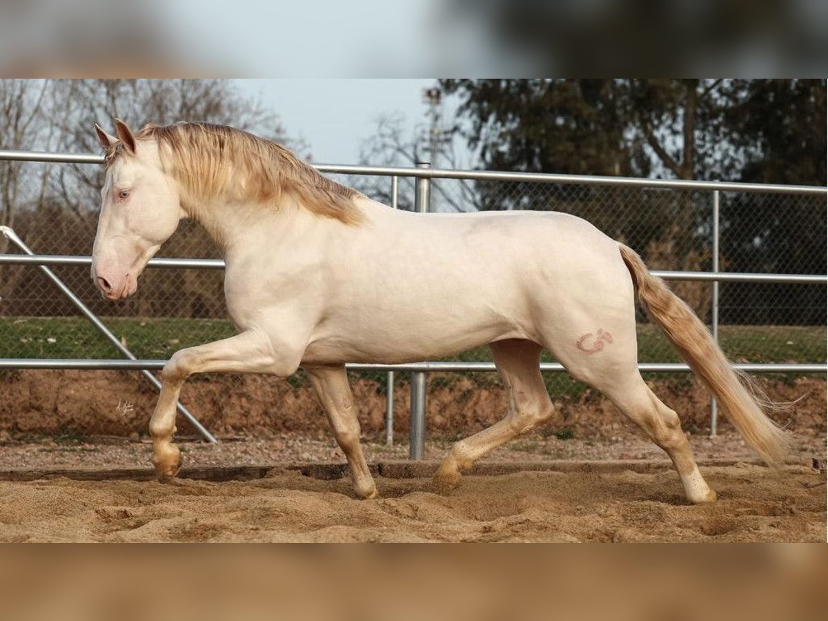 PRE Croisé Étalon 8 Ans 161 cm Perlino in NAVAS DEL MADRONO