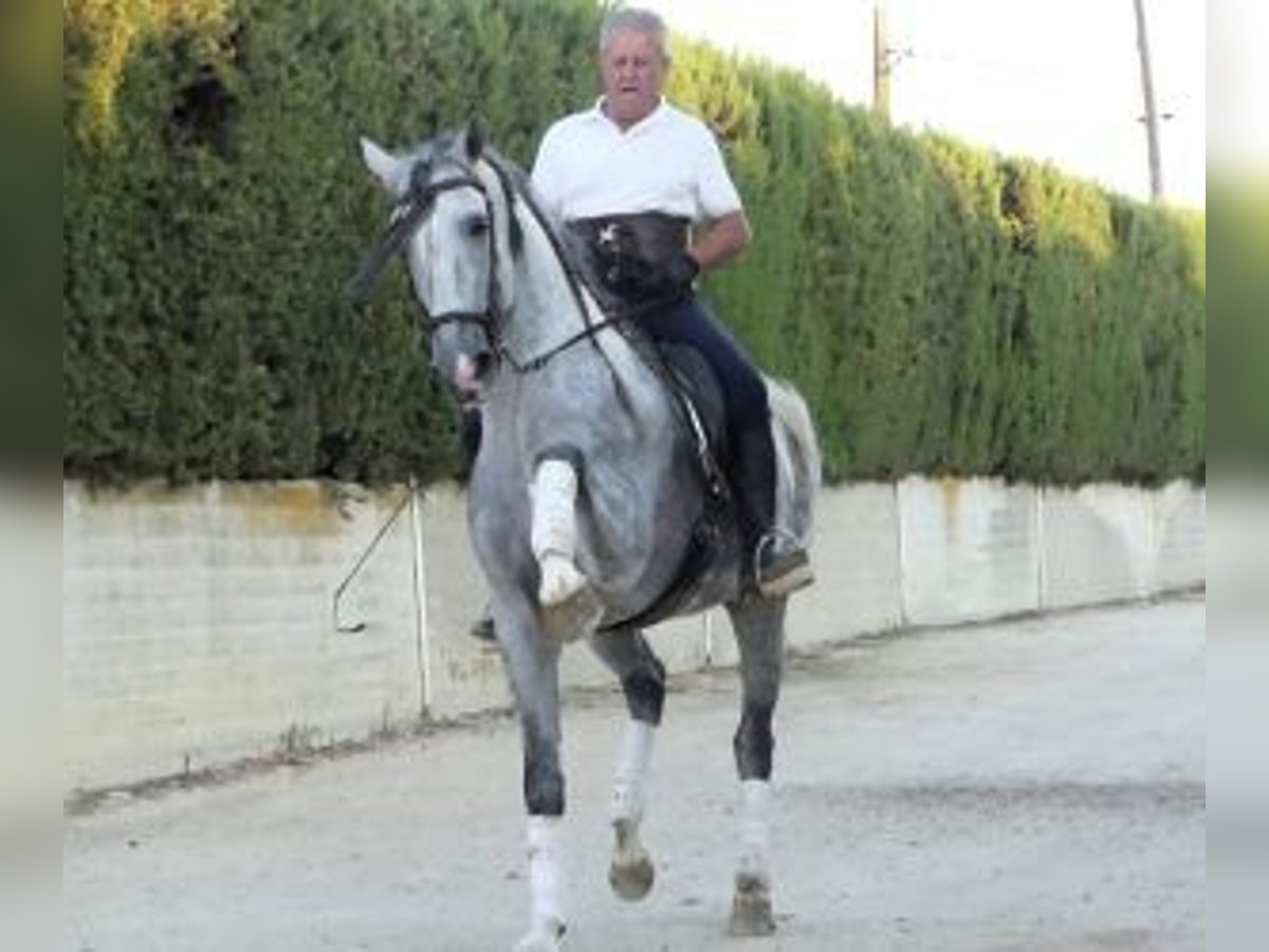 PRE Croisé Étalon 8 Ans 162 cm Gris in Sevilla