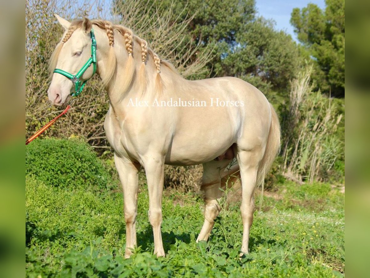 PRE Croisé Étalon 8 Ans 162 cm Perlino in Sevilla