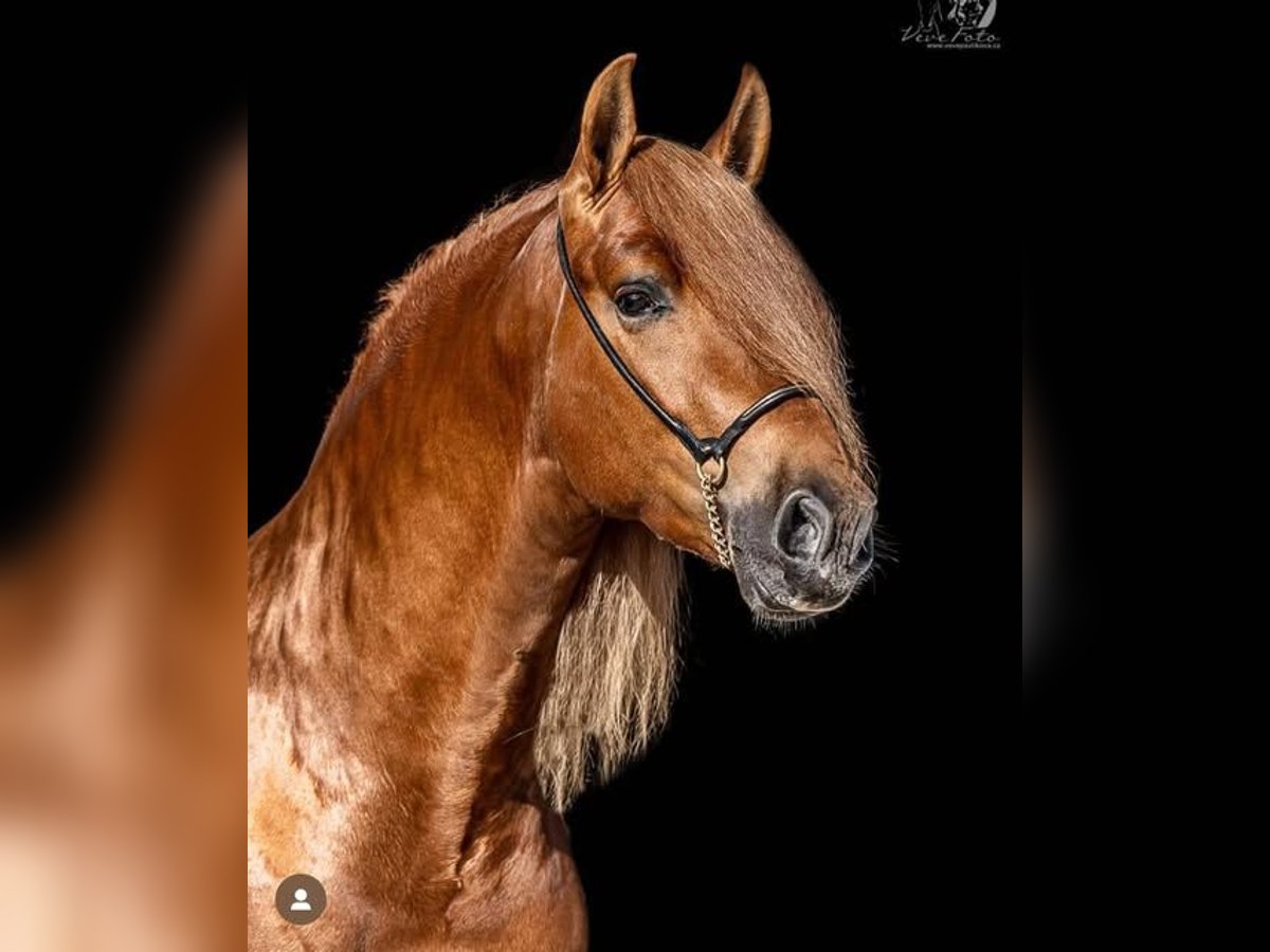 PRE Croisé Étalon 8 Ans 163 cm Alezan in Martfeld