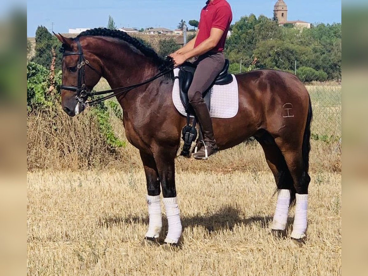 PRE Croisé Étalon 8 Ans 163 cm Bai in Madrid