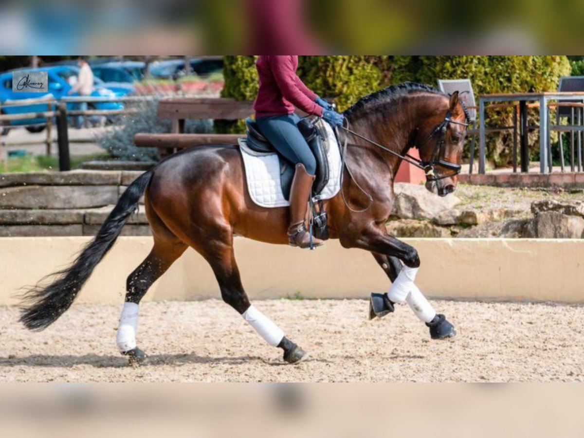 PRE Croisé Étalon 8 Ans 164 cm Bai cerise in NAVAS DEL MADRONO