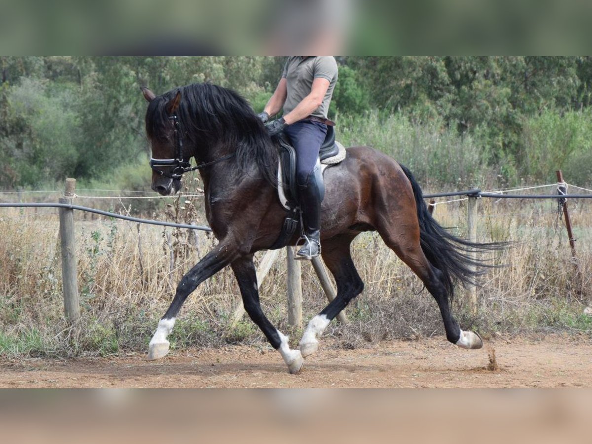 PRE Croisé Étalon 8 Ans 165 cm Bai cerise in NAVAS DEL MADRONO