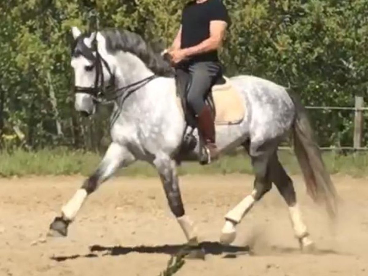 PRE Croisé Étalon 8 Ans 165 cm Gris in Navas Del Madroño