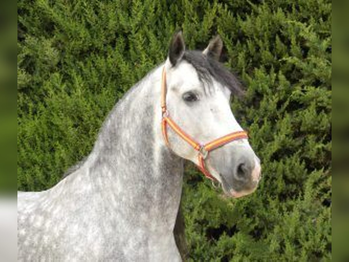 PRE Croisé Étalon 8 Ans 165 cm Gris in Sevilla