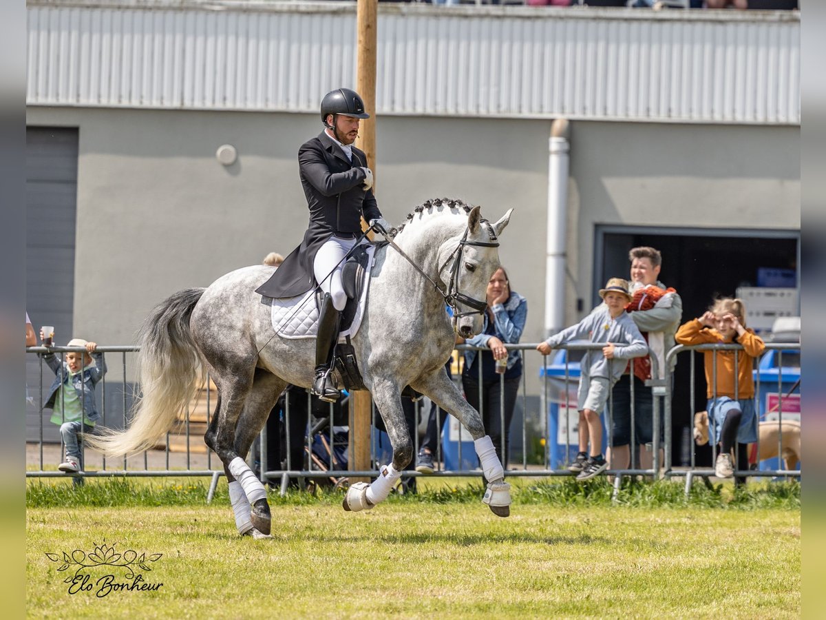 PRE Croisé Étalon 8 Ans 165 cm Gris pommelé in Martfeld