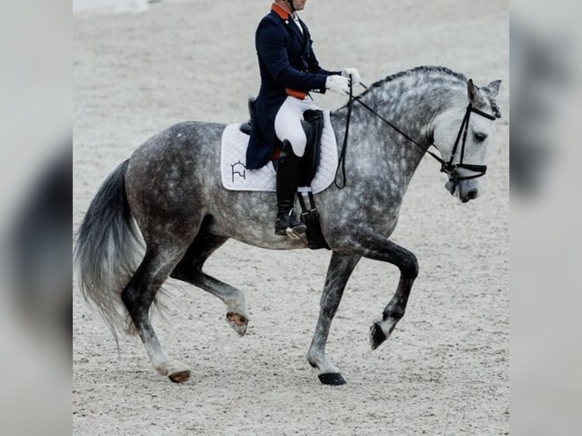 PRE Croisé Étalon 8 Ans 165 cm Gris pommelé in Martfeld