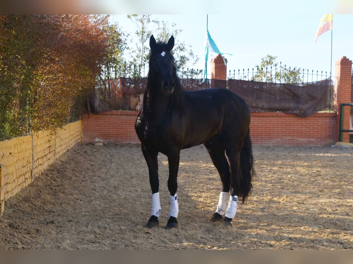 PRE Étalon 8 Ans 165 cm Noir in Tann