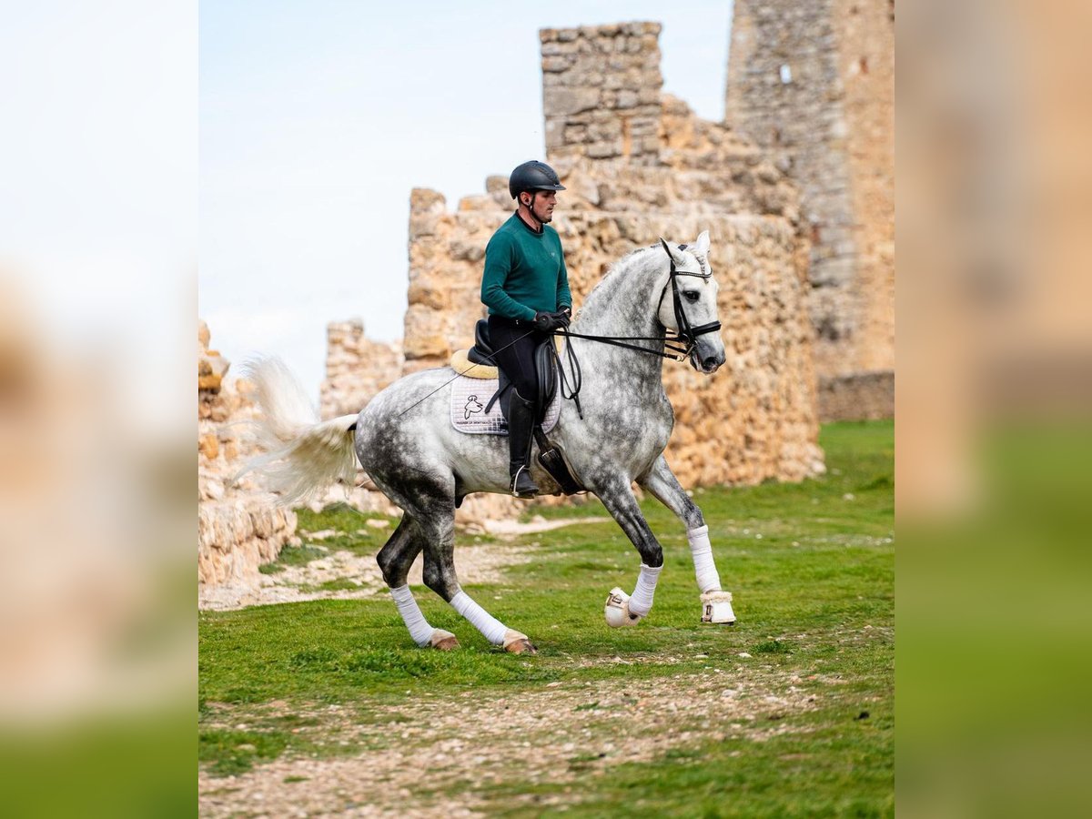PRE Étalon 8 Ans 167 cm Gris in PALMA DEL RIO