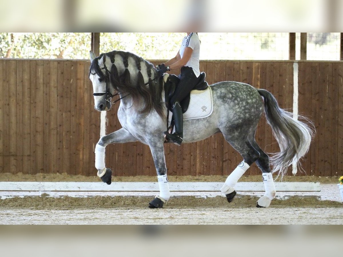 PRE Croisé Étalon 8 Ans 168 cm Gris in NAVAS DEL MADRONO