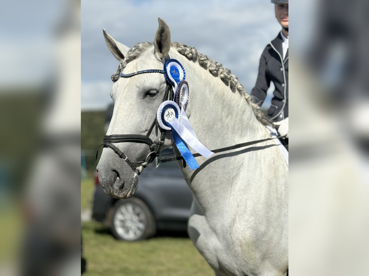 PRE Étalon 8 Ans 169 cm Gris pommelé in Saarbrücken