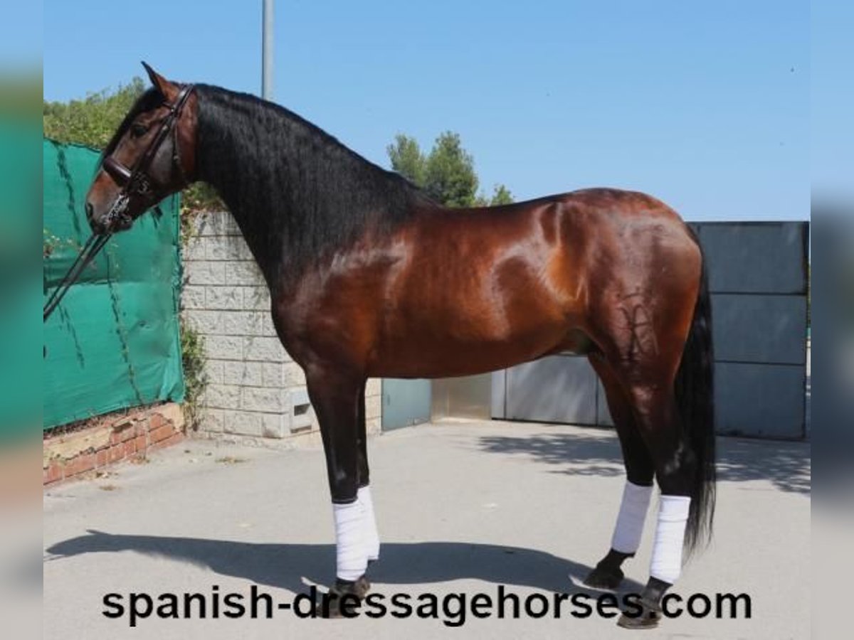 PRE Croisé Étalon 8 Ans 170 cm Bai in Barcelona