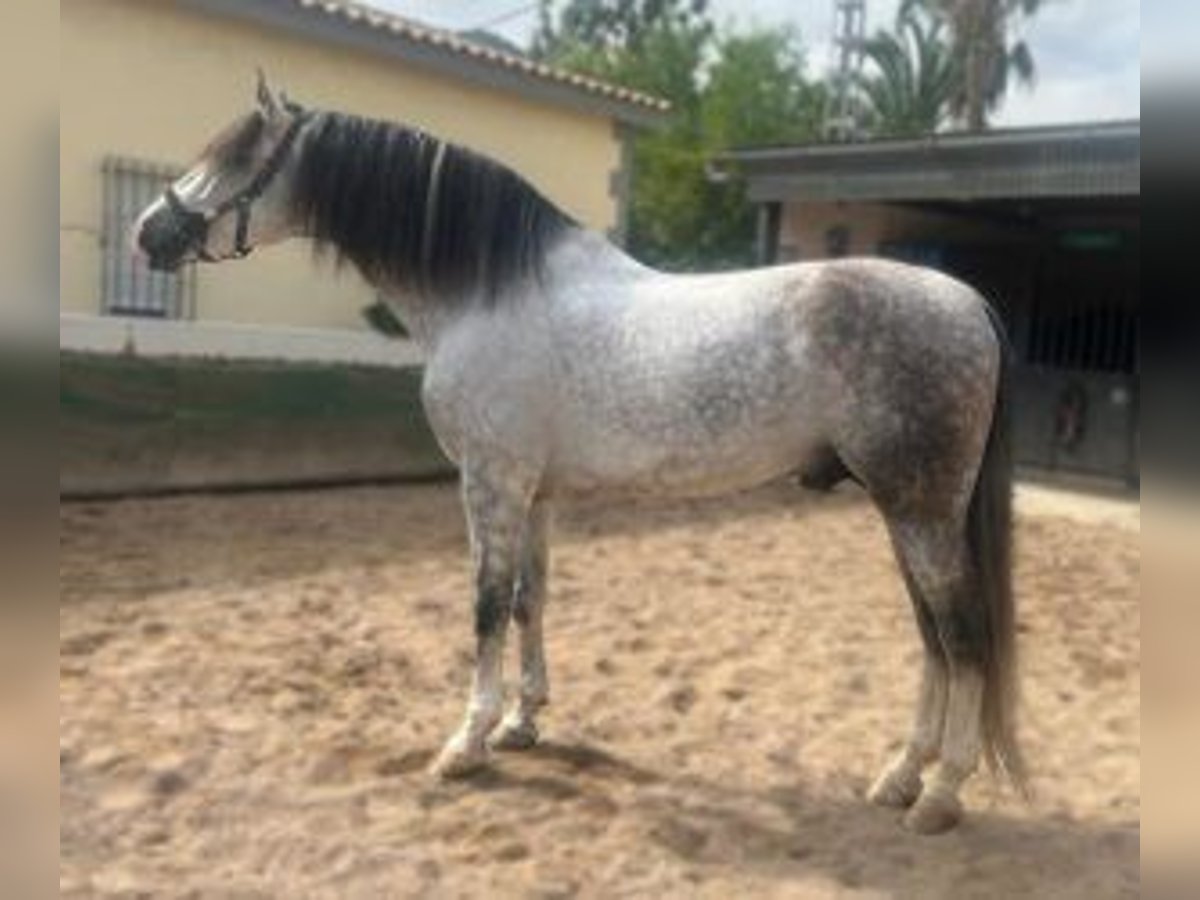 PRE Croisé Étalon 8 Ans 171 cm Gris in Murcia