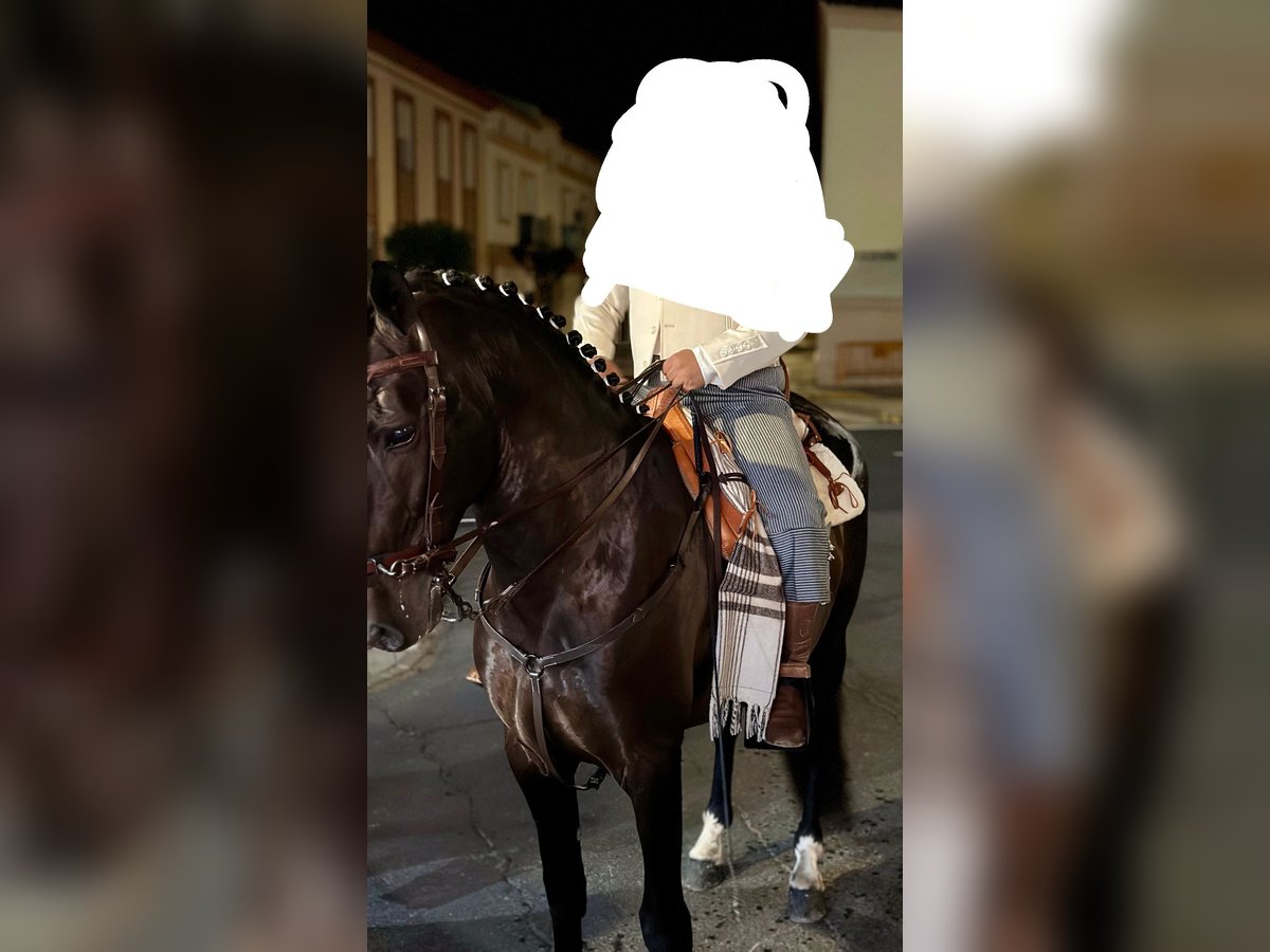 PRE Croisé Étalon 8 Ans 172 cm Bai brun foncé in Lepe
