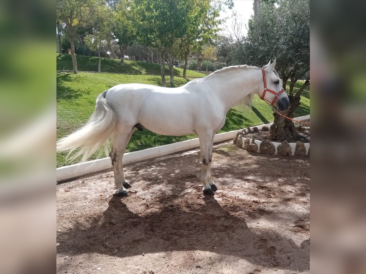 PRE Croisé Étalon 8 Ans 172 cm Gris in Malaga