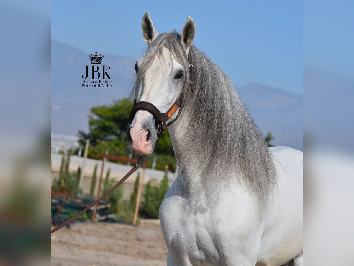 PRE Croisé Étalon 8 Ans 173 cm Gris in Tabernas Almeria