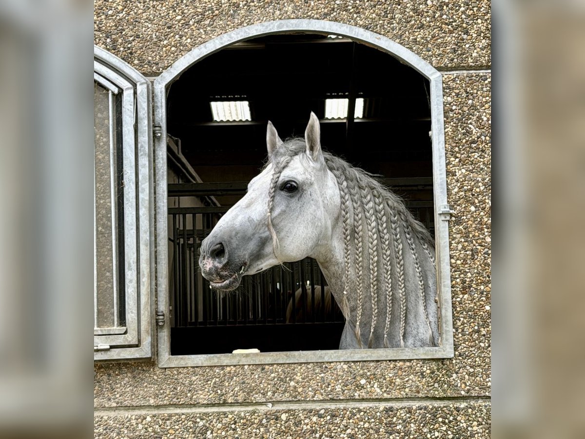 PRE Croisé Étalon 8 Ans 173 cm Gris moucheté in Valencia