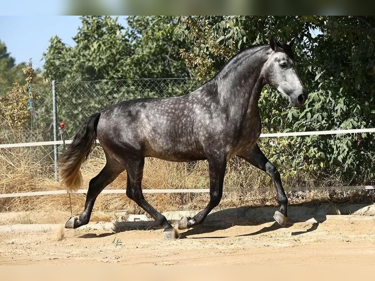 PRE Étalon 8 Ans 174 cm Gris in Caravaca De La Cruz