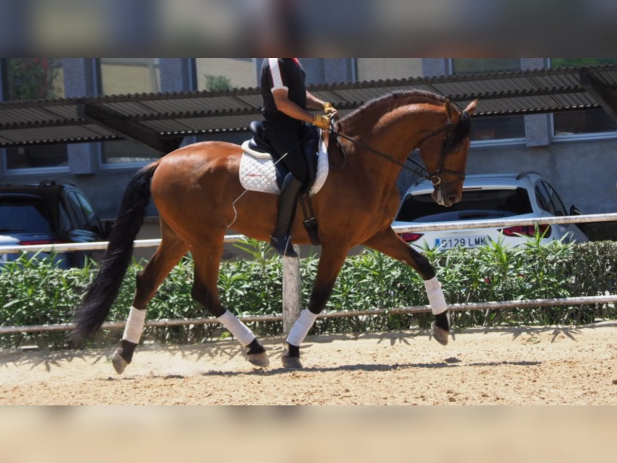 PRE Croisé Étalon 8 Ans 175 cm Bai cerise in NAVAS DEL MADRONO