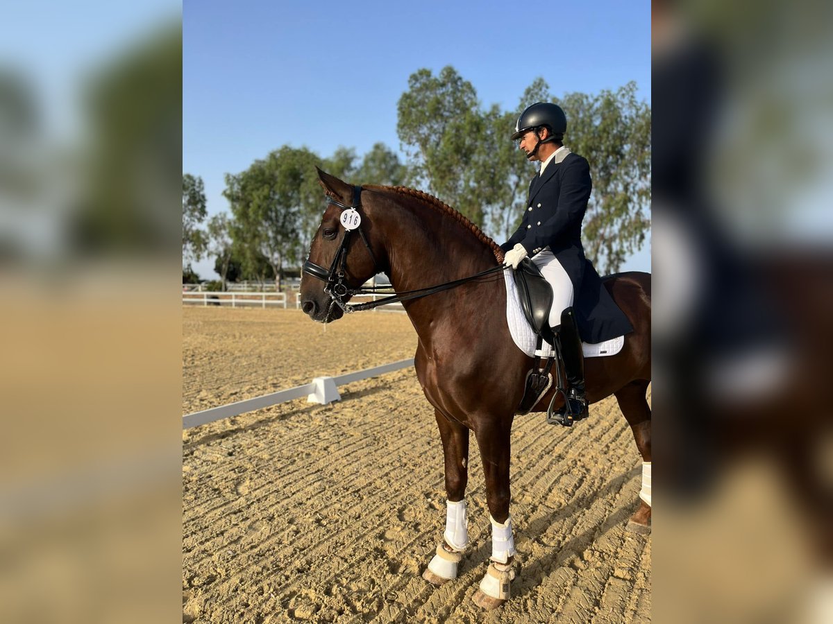 PRE Étalon 8 Ans 176 cm Alezan in Vejer de la Frontera