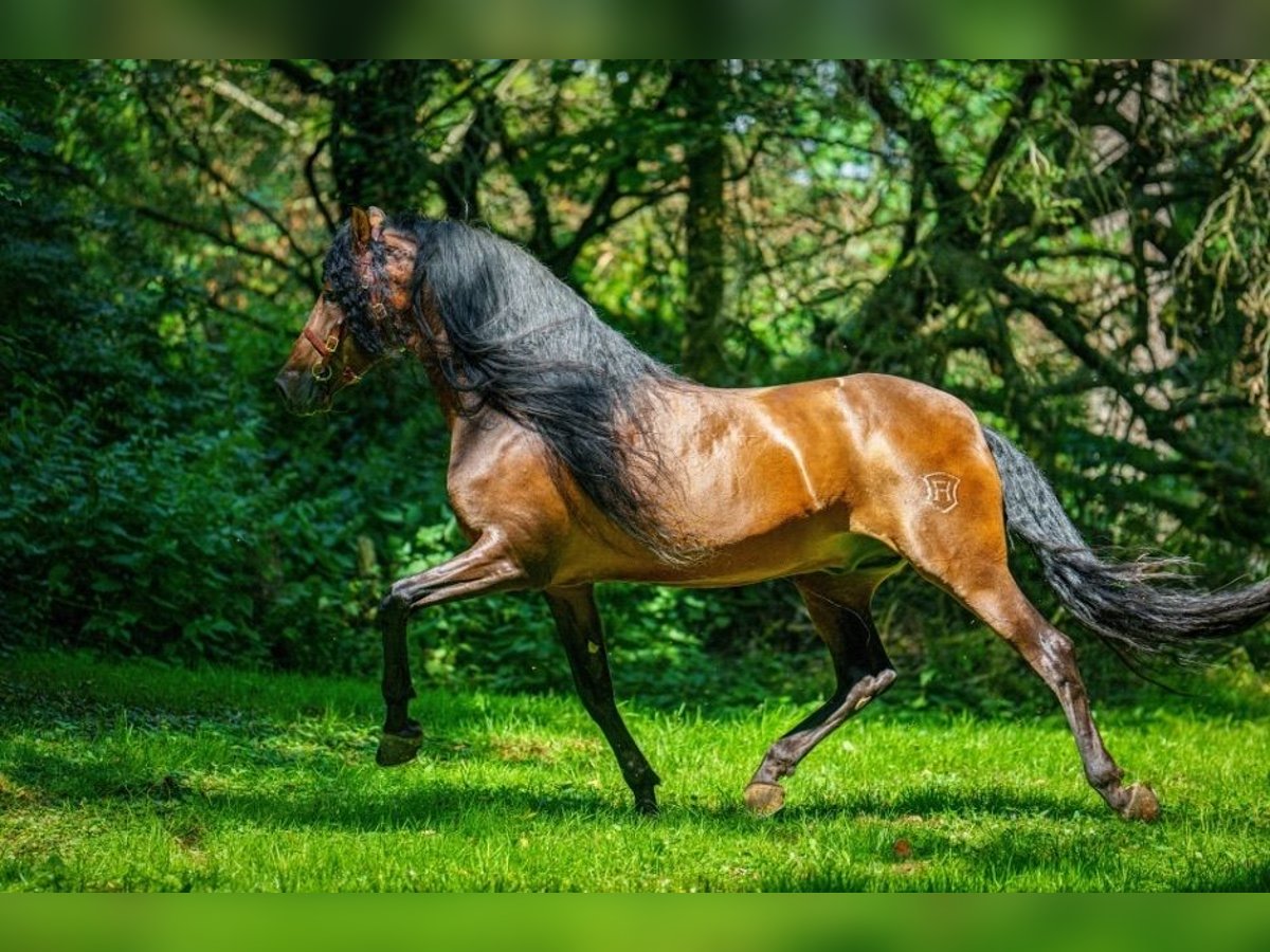PRE Croisé Étalon 8 Ans 178 cm Bai brun in HEUVELLAND