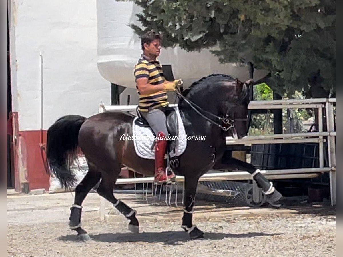 PRE Croisé Étalon 9 Ans 158 cm Bai in Sevilla