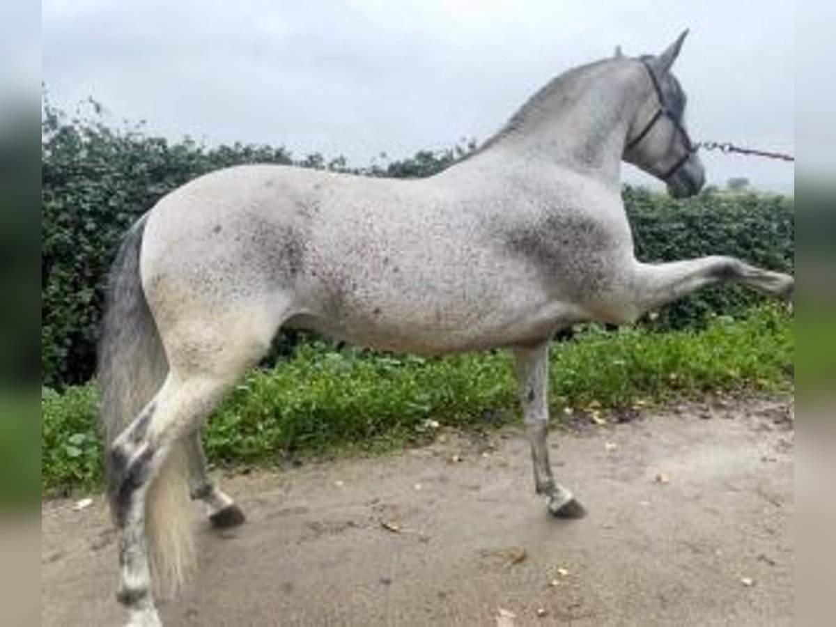 PRE Croisé Étalon 9 Ans 163 cm Gris in MADRID