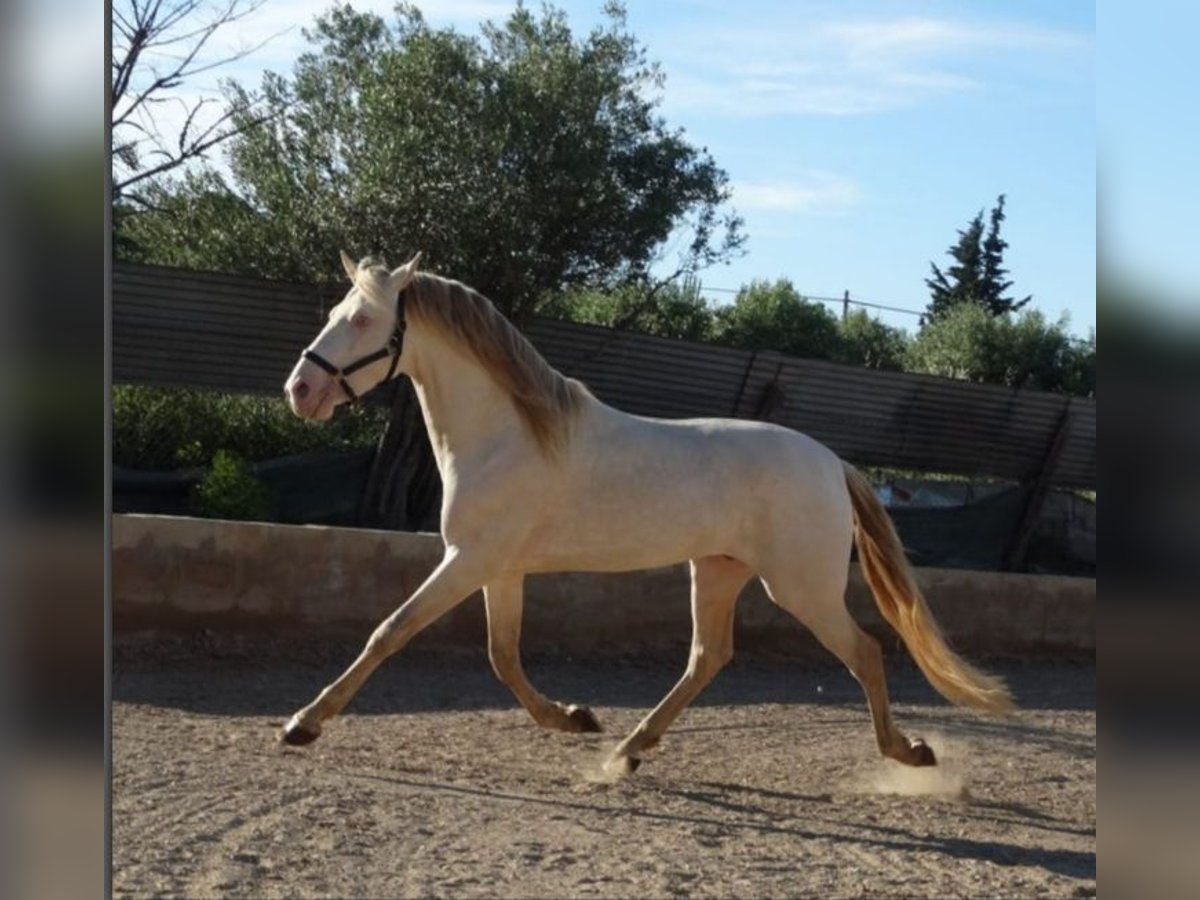 PRE Étalon 9 Ans 163 cm Perlino in Navarra