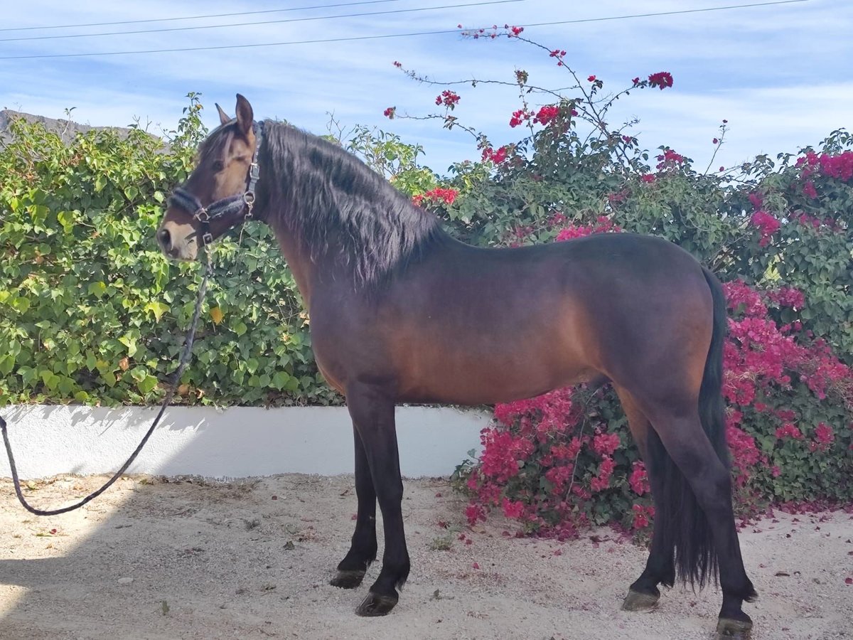 PRE Croisé Étalon 9 Ans 164 cm Bai brun in SutullenaLorca