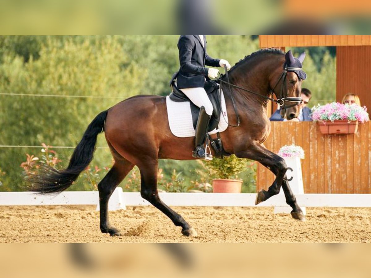 PRE Croisé Étalon 9 Ans 164 cm Bai cerise in NAVAS DEL MADRONO