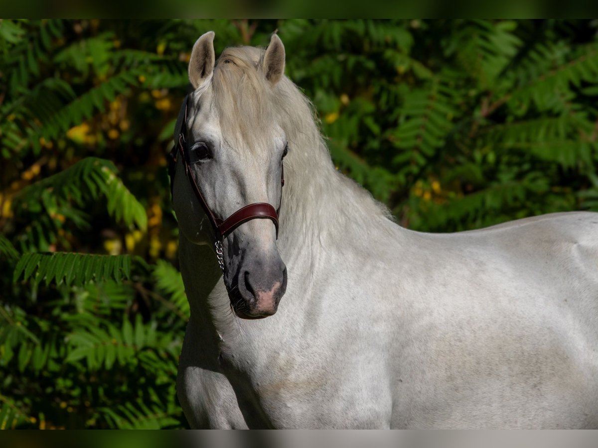 PRE Étalon 9 Ans 167 cm Gris in Zolling