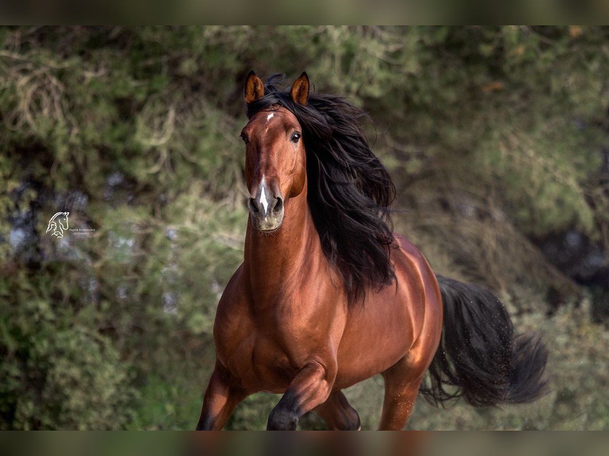 PRE Croisé Étalon 9 Ans 168 cm Bai in El Catllar