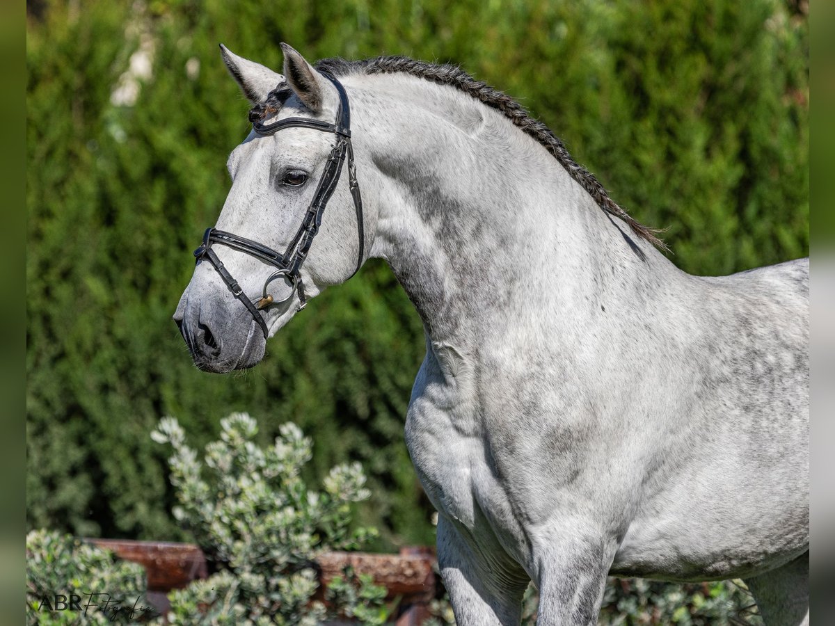 PRE Croisé Étalon 9 Ans 168 cm Gris pommelé in Martfeld