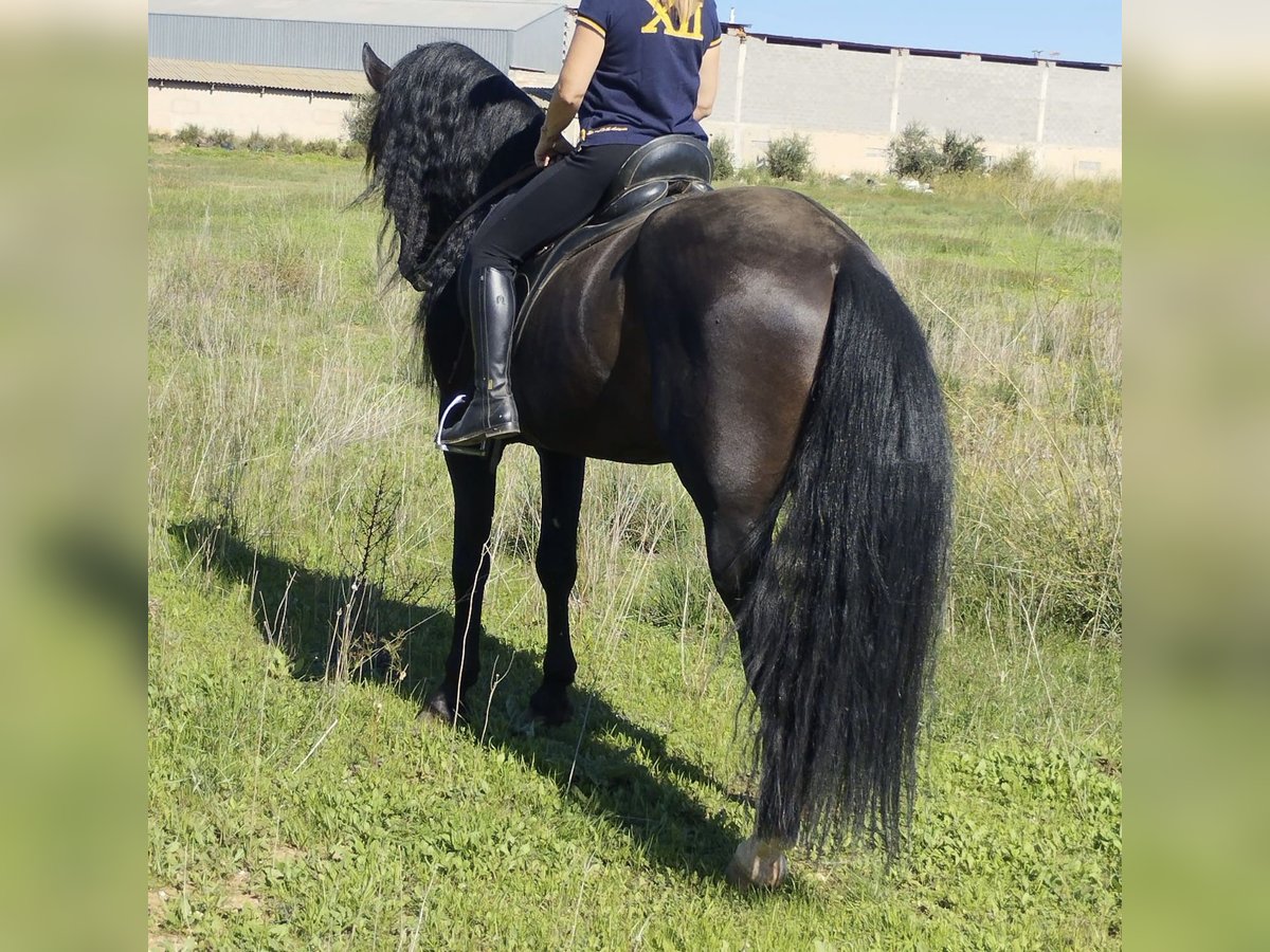 PRE Croisé Étalon 9 Ans 168 cm Noir in Madrid