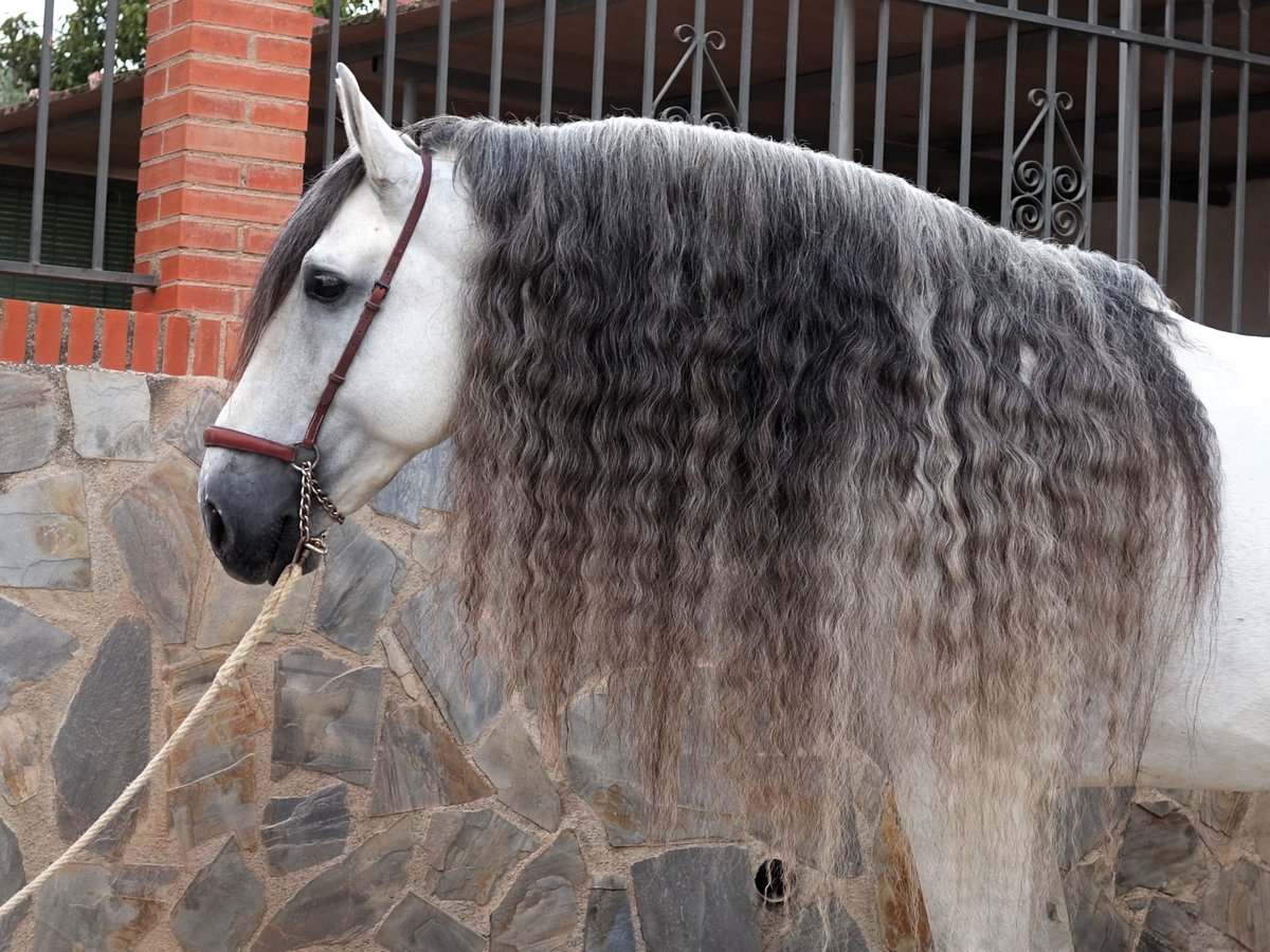 PRE Croisé Étalon 9 Ans 169 cm Gris in Coín, Malaga