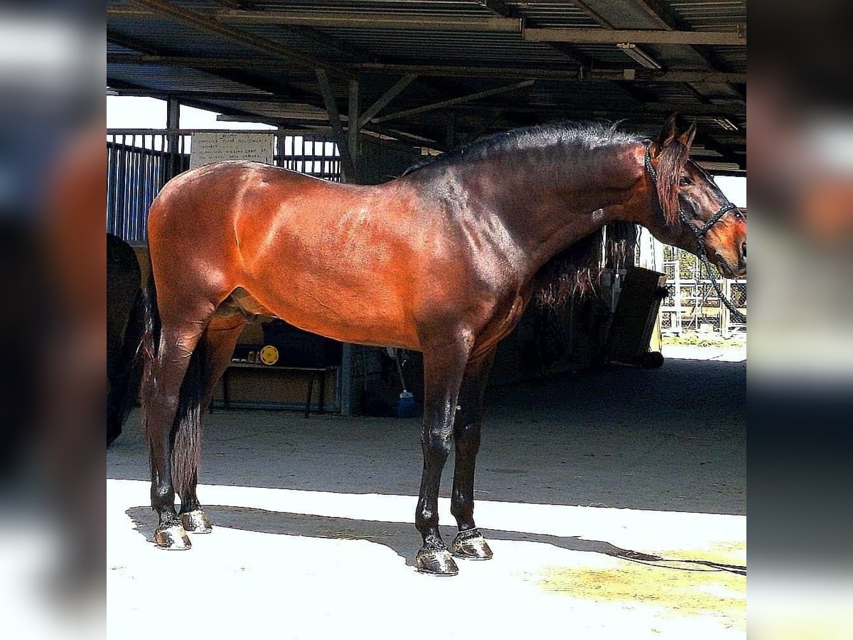 PRE Croisé Étalon 9 Ans 170 cm Bai in Valencia