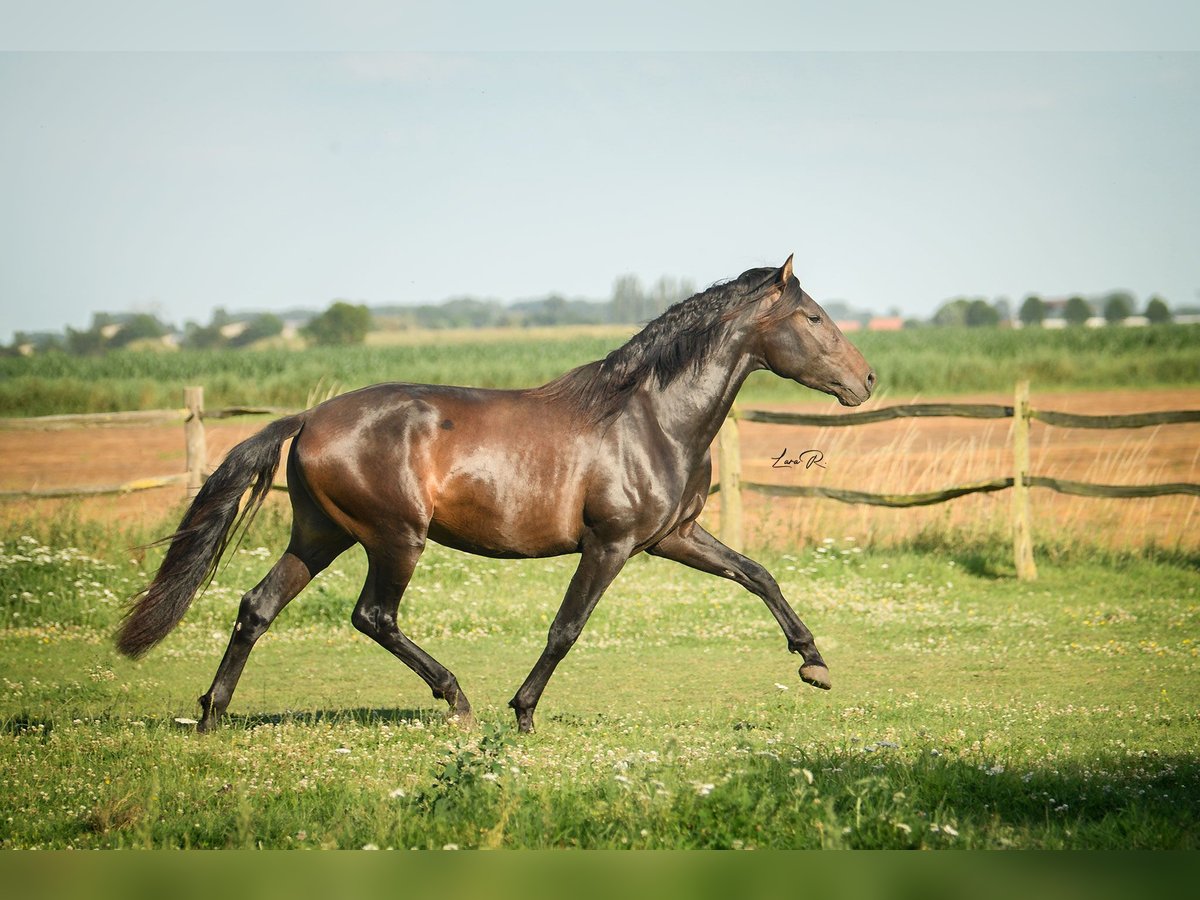 PRE Étalon Bai brun in Alveringem