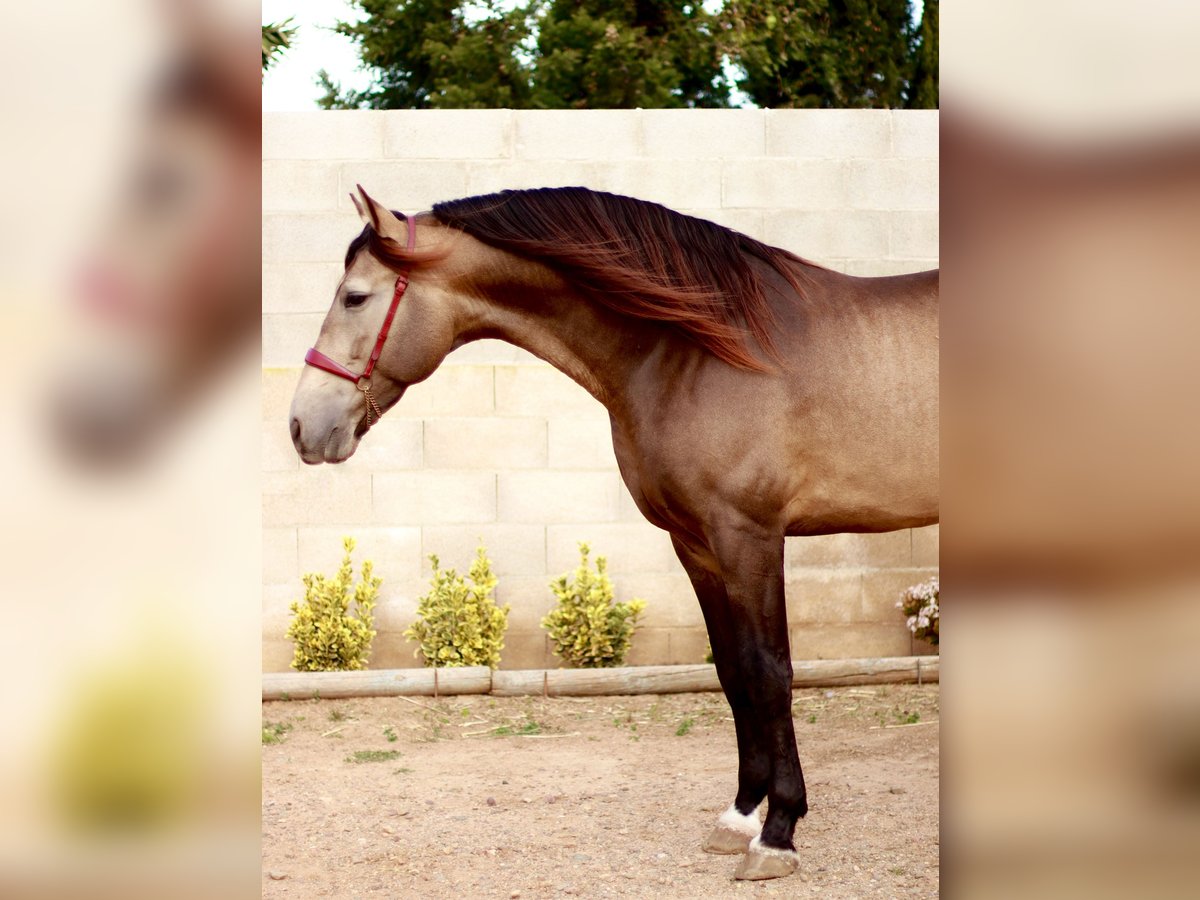 PRE Étalon Buckskin in Vinyols I Els Arcs