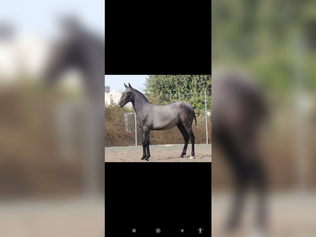 PRE Étalon Poulain (10/2025) 165 cm Gris in Murcia