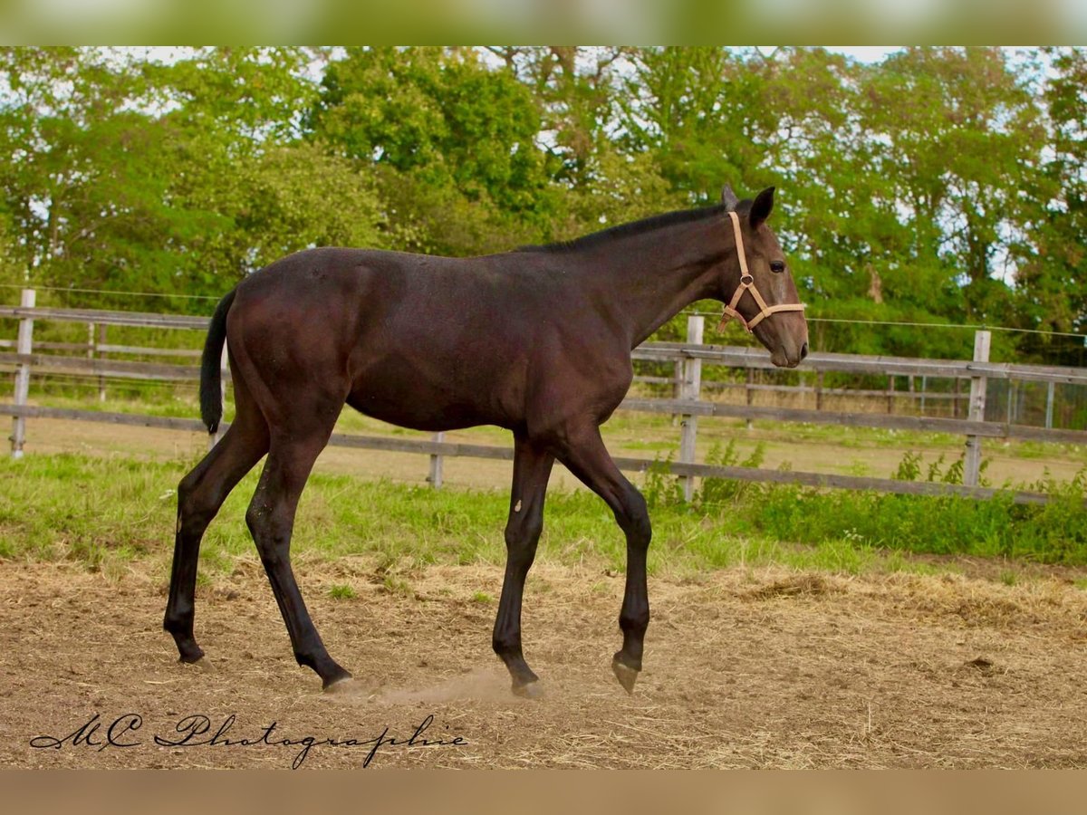 PRE Étalon Poulain (03/2025) 166 cm Gris noir in Polenz