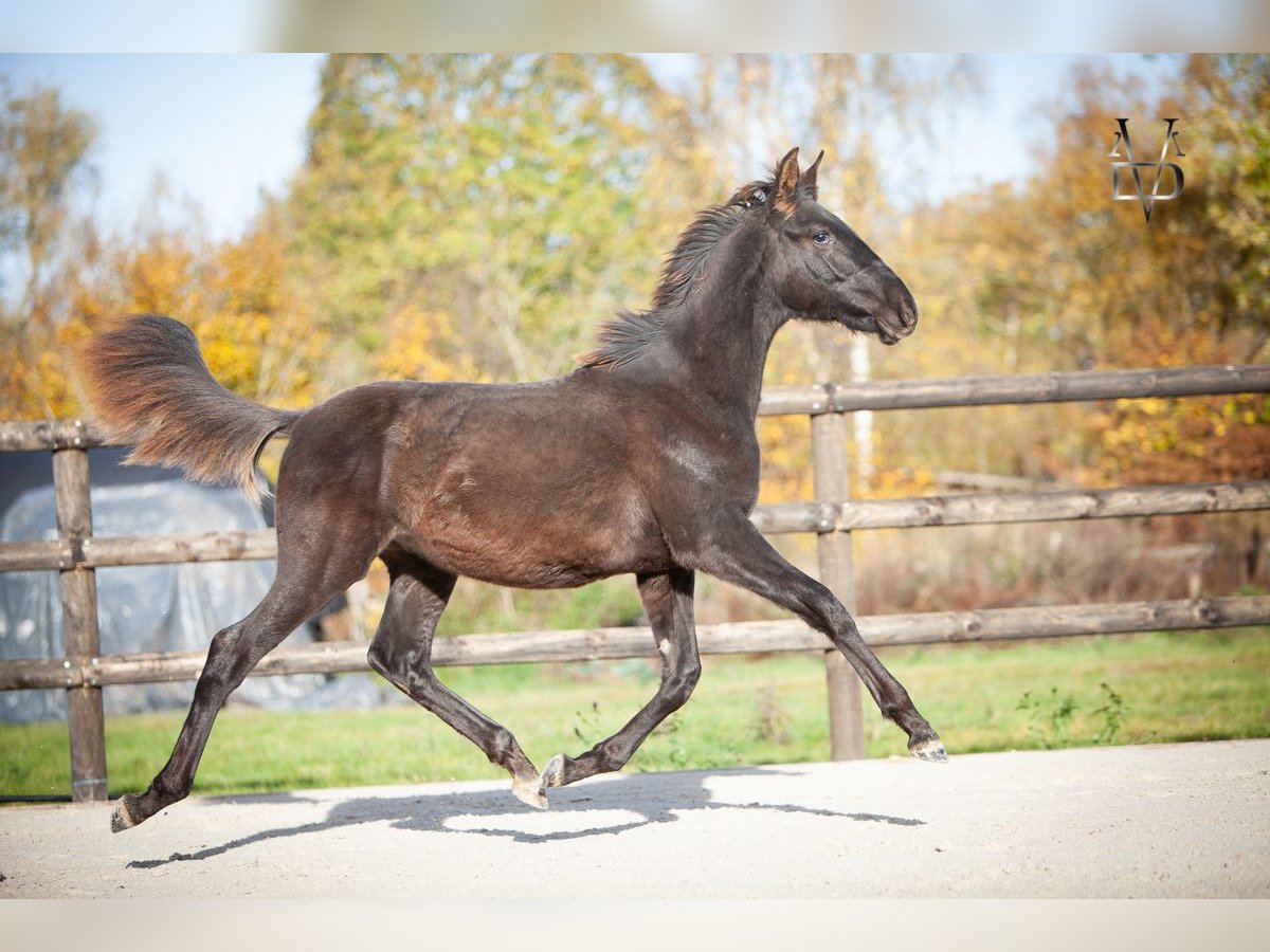 PRE Étalon Poulain (03/2025) 168 cm Noir in La Vespière-Friardel PRE Étalon Poulain (03/2025) 168 cm Noir in La Vespière-Friardel