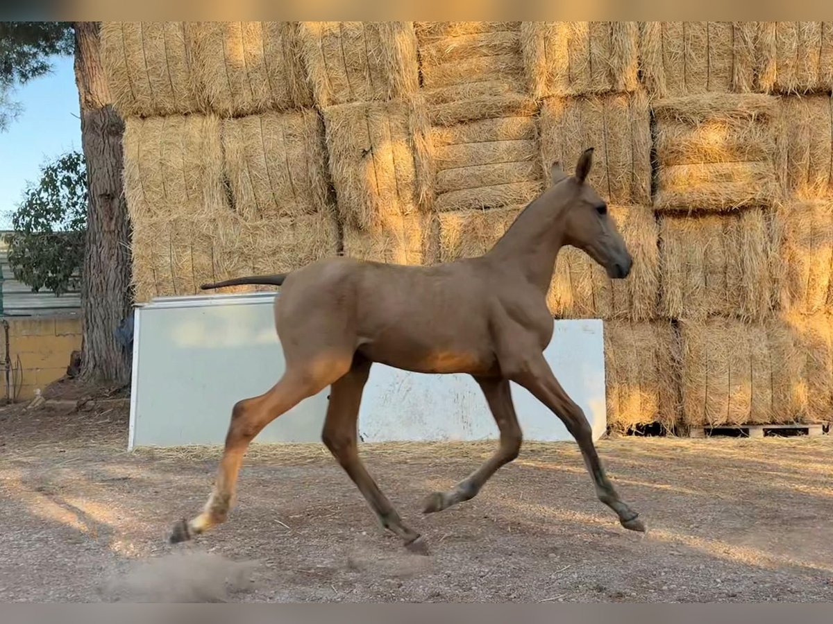 PRE Étalon Poulain (05/2025) 170 cm Buckskin in Madrid