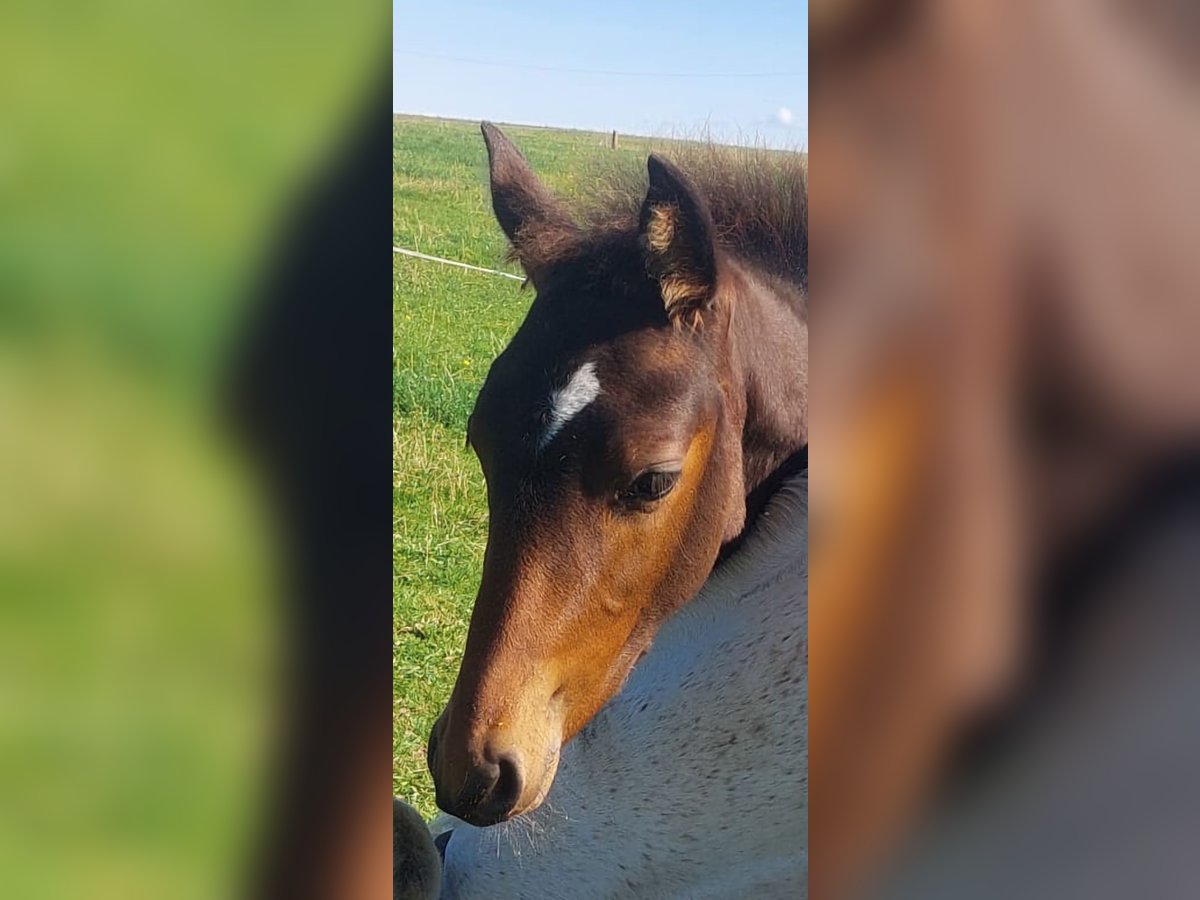 PRE Croisé Étalon Poulain (06/2025) Bai brun in Kierspe
